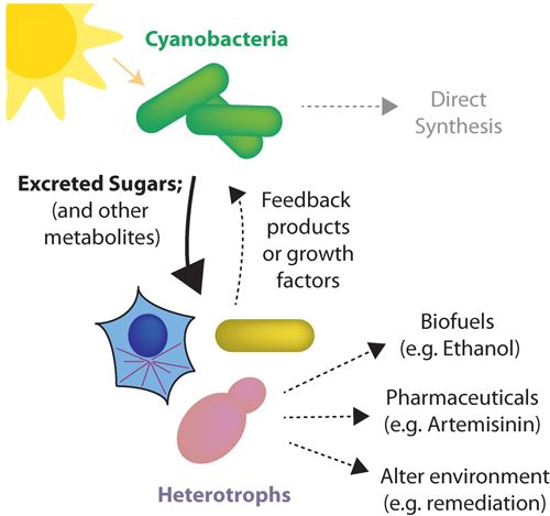 SolarisBiotech's tweet photo. Photobioreactors and optimizing your phototrophic bioprocess

#lifesciences #biotech #foodtech #algae #algae2019 

https://t.co/GNX9Rzrt5L https://t.co/Y3qLptUCaj