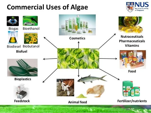 SolarisBiotech's tweet photo. Photobioreactors and optimizing your phototrophic bioprocess

#lifesciences #biotech #foodtech #algae #algae2019 

https://t.co/GNX9Rzrt5L https://t.co/Y3qLptUCaj
