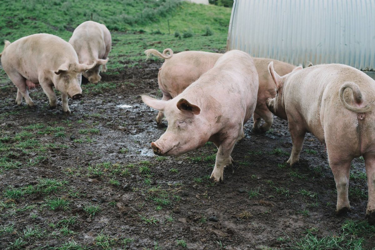 Down on the farm. #Yorkshire ow.ly/w7u150vJtYr