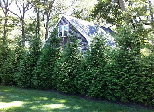 PatrickZarcone's tweet photo. Home buyers love an established #property line, so create one with some Thuja evergreen. #realestateadvice  https://t.co/NtSwBu26dA https://t.co/ztxcxk4Wvr