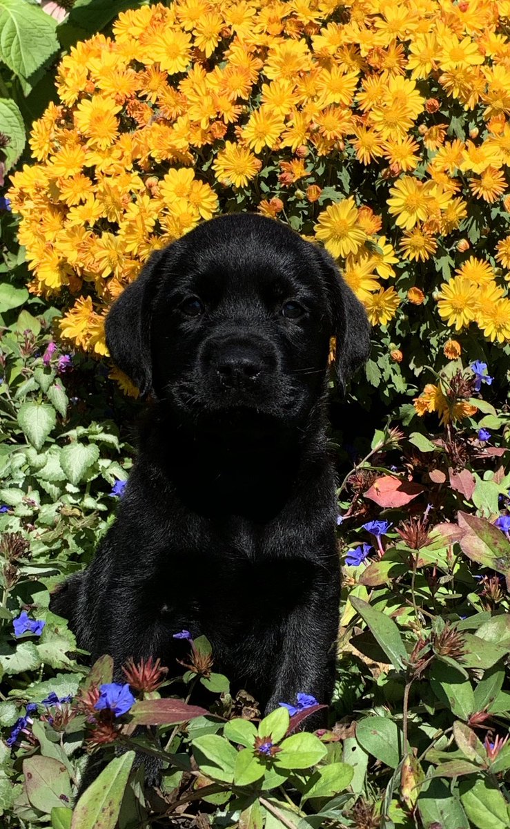 Barnes Puppy Love Puppylovelabs Twitter