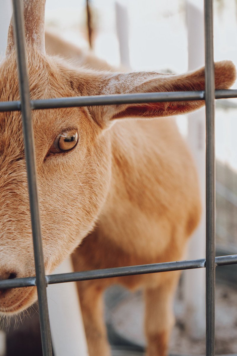 FreyenbergerFun's tweet photo. Friendly farm animals at Camp Champions 🥰 #sjesdallas #CampChampions #TheOutdoorSchool https://t.co/ar5VN9hNgu