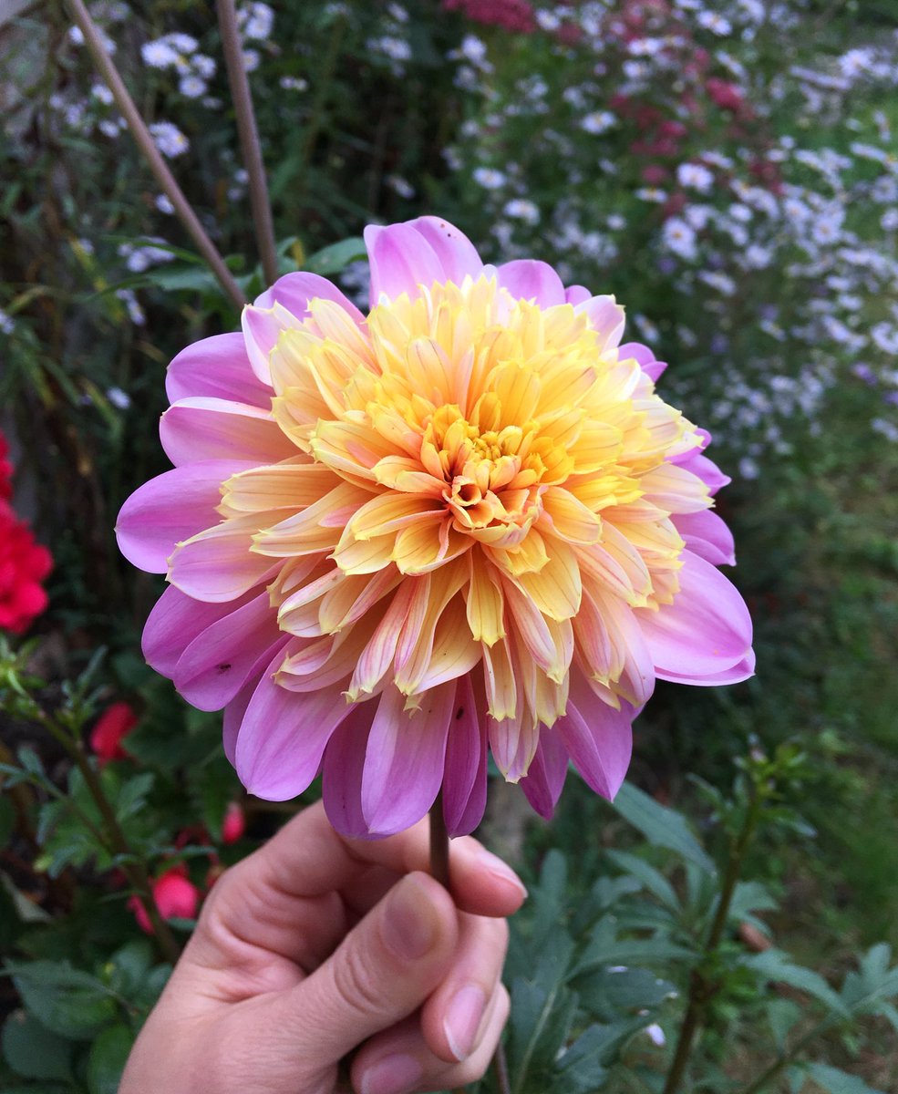 The same #Dahlia ‘Boogie Woogie’ flower over the course of about 3 weeks 😃👍 #dahlialove #dahliaparty #gardenersworld #gardening #latesummercolour