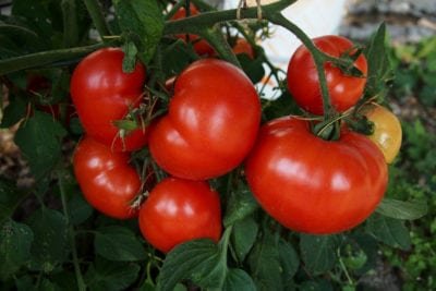twistopherrobin's tweet photo. Just now I enjoyed a #SimpleSandwich. A neighbor brought over a warm loaf of homemade bread. I added #EarlyGirl tomatoes, quite a bit of freshly ground pepper, a little sea salt, and a dollop of mayonnaise. https://t.co/Ey0QCbAM2v