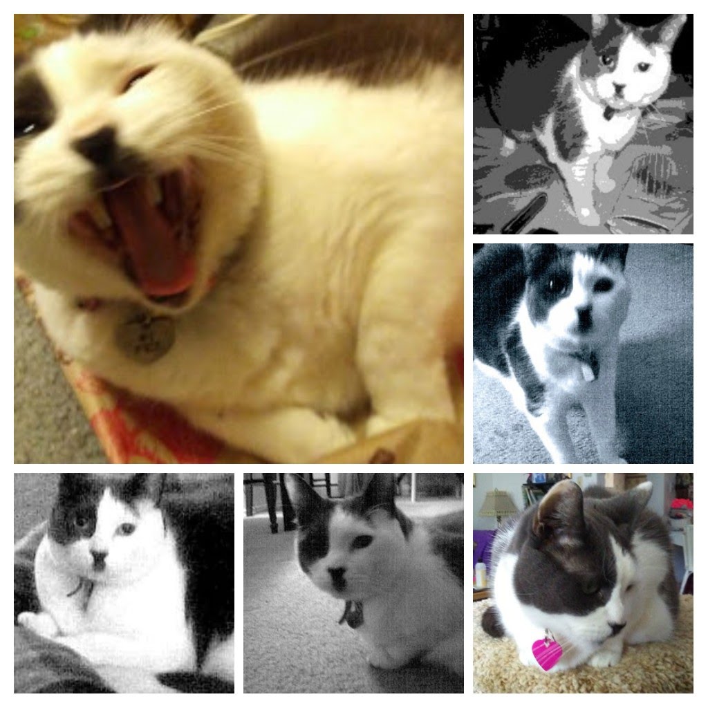 FriemanJane's tweet image. "MEW Resemble Me" replied Samantha. #PetsofHomeInstead #petlover #pets #kittyzen #kitty #kittycat #catsrule #catscountdown #catsonlaptops #CatsAreWild #CatsOnTwitter #cats #CatsOfTwitter @felinekeeper @MelindaYoe @StephanieAbrams @MoggysWhiskers @parham1961 @beajolie38 #kittens