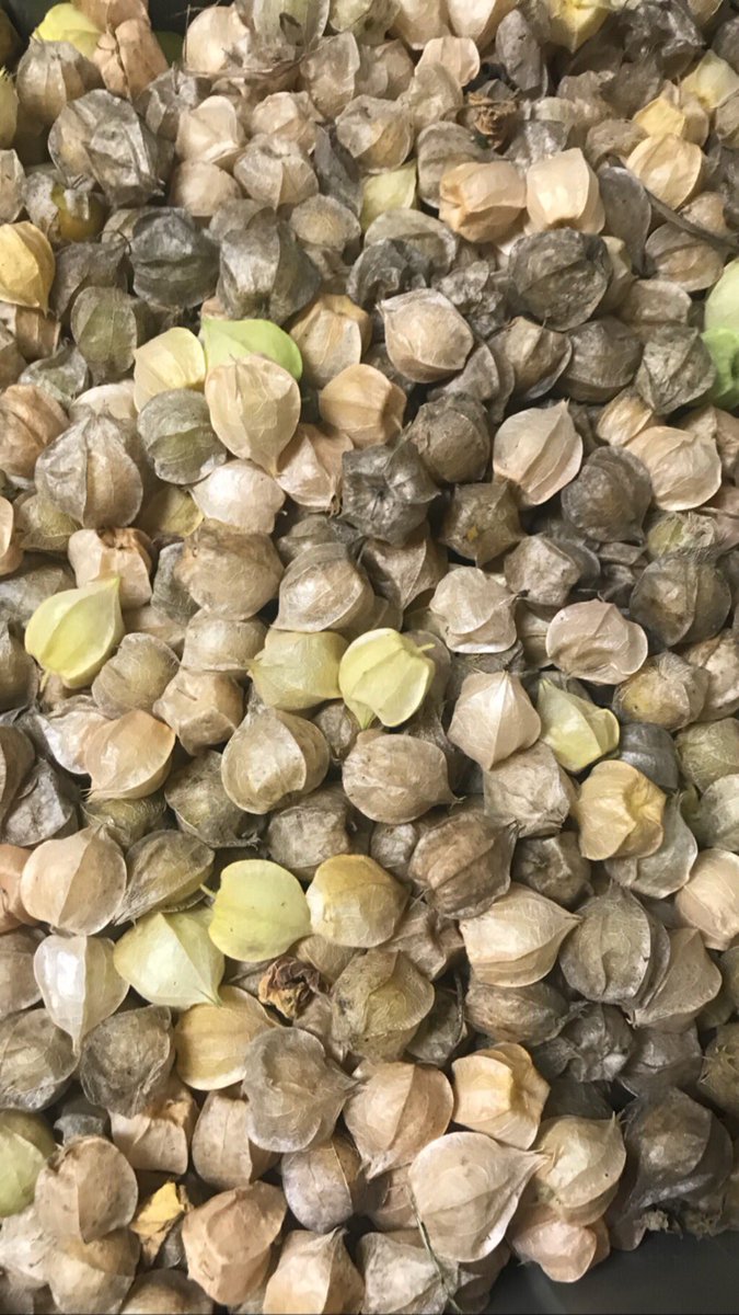 crownandrootsMA's tweet photo. Husk cherries headed to Prairie Fire in Brookline, MA to make some Husk Cherry Harissa! Check em out this weekend if you’re in the Boston area 🔥 #farmtochef #smallfarm #farmtotable https://t.co/uUfq7113Ds