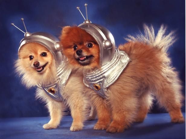 MuttMerch's tweet photo. Okay! We're ready for that #Area51 raid! 👽🕺🖖 #aliens #Area51meme #dogsoftwitter #muttmerch https://t.co/dQs5LbDH9s