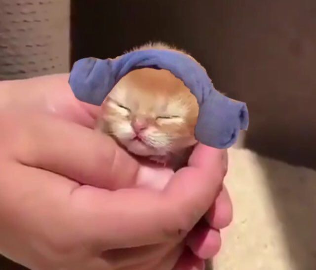 yoongibam9793's tweet photo. เจ้าเหมียว 🐱 #BoyWithLuv #TheMusicVideo #PCAs @BTS_twt https://t.co/PvqJbVlh1c