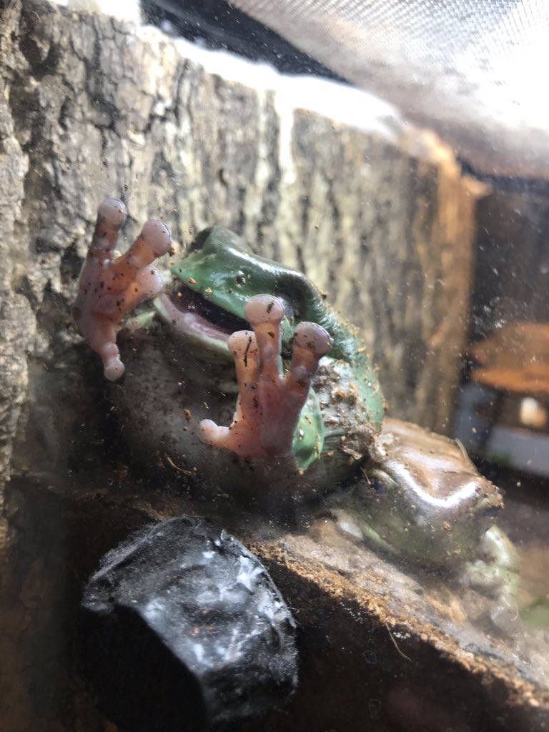 ZoeAbbett's tweet photo. Pangie making smooches next to Ginkgo trying to SLEEP #petfrogs https://t.co/Zh3wPEuH0j