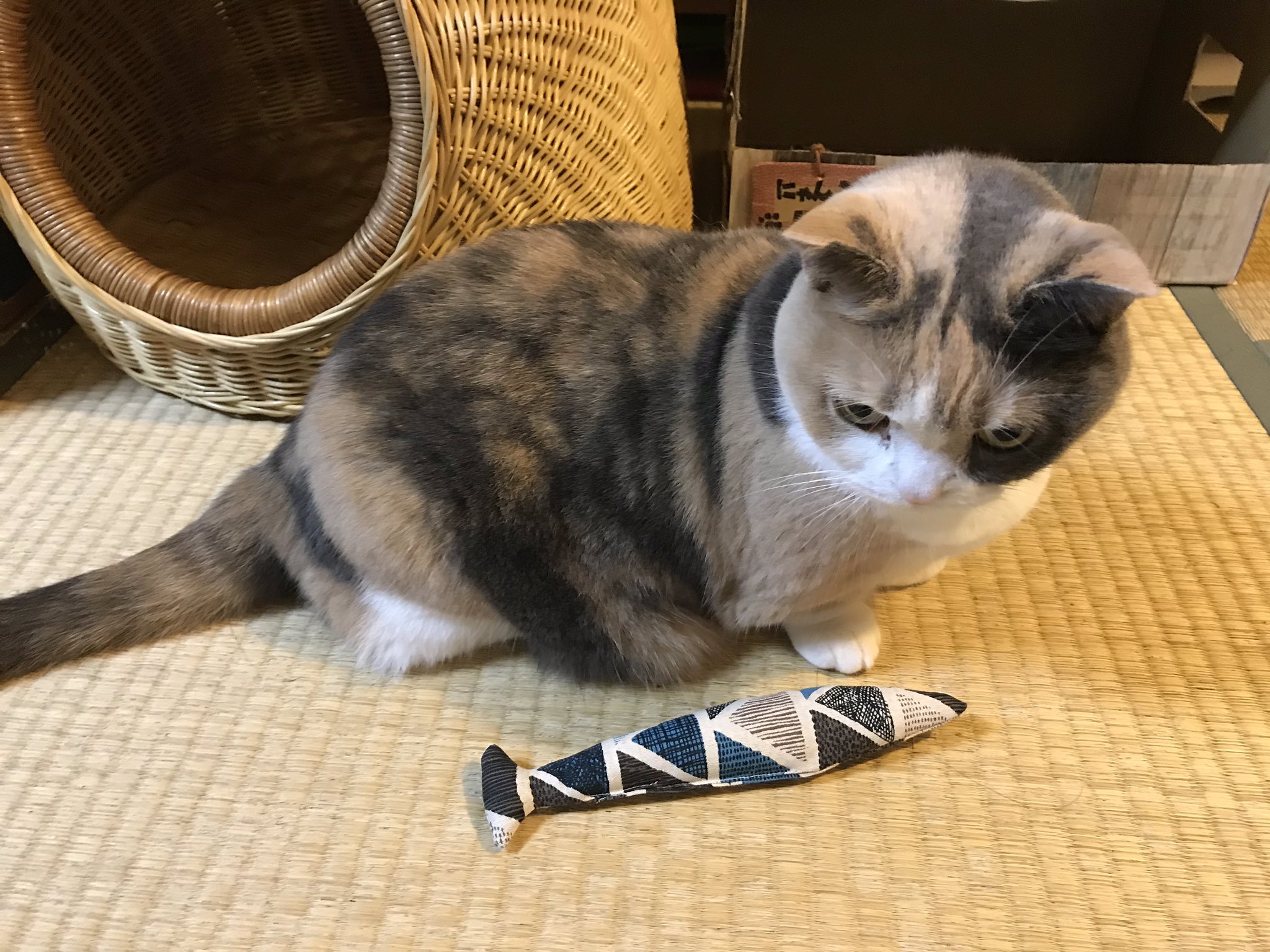 きゃんちゃん 漫画更新は木曜日です No Twitter ときどき蹴りぐるみで遊ぶ猫ちゃんをみて なんとなくで作ってみたんだけど全然遊んでくれない これは大人だから遊ばないのか けりぐるみが小さいのか マタタビふったら攻撃はしてたけど 猫 猫好き きゃんちゃん 漫画更新は木曜日です No Twitter ときどき蹴りぐるみで遊ぶ猫ちゃんをみて なんとなくで作ってみたんだけど全然遊んでくれない これは大人だから遊ばないのか けりぐるみが小さいのか マタタビふったら攻撃はしてたけど 猫 猫好き
