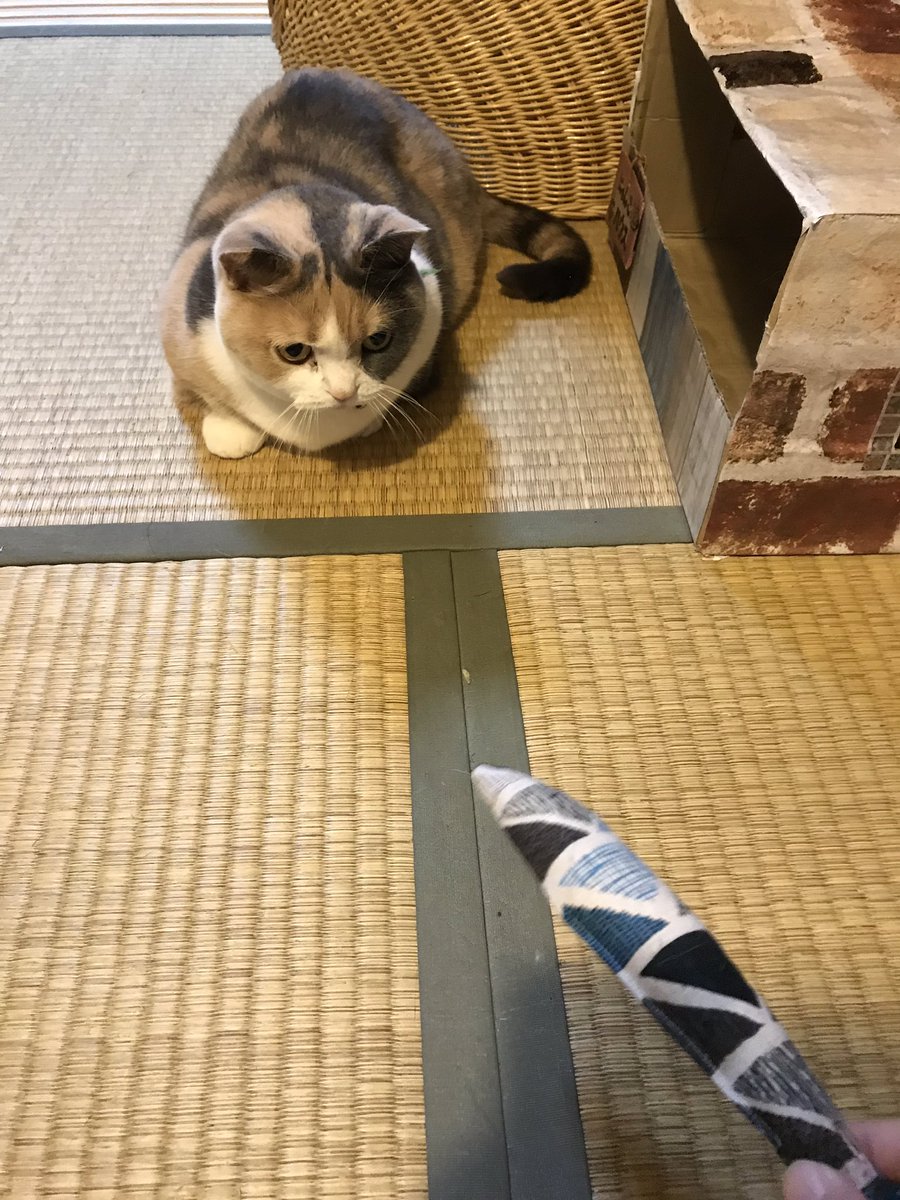 きゃんちゃん 漫画更新は木曜日です No Twitter ときどき蹴りぐるみで遊ぶ猫ちゃんをみて なんとなくで作ってみたんだけど全然遊んでくれない これは大人だから遊ばないのか けりぐるみが小さいのか マタタビふったら攻撃はしてたけど 猫 猫好き きゃんちゃん 漫画更新は木曜日です No Twitter ときどき蹴りぐるみで遊ぶ猫ちゃんをみて なんとなくで作ってみたんだけど全然遊んでくれない これは大人だから遊ばないのか けりぐるみが小さいのか マタタビふったら攻撃はしてたけど 猫 猫好き