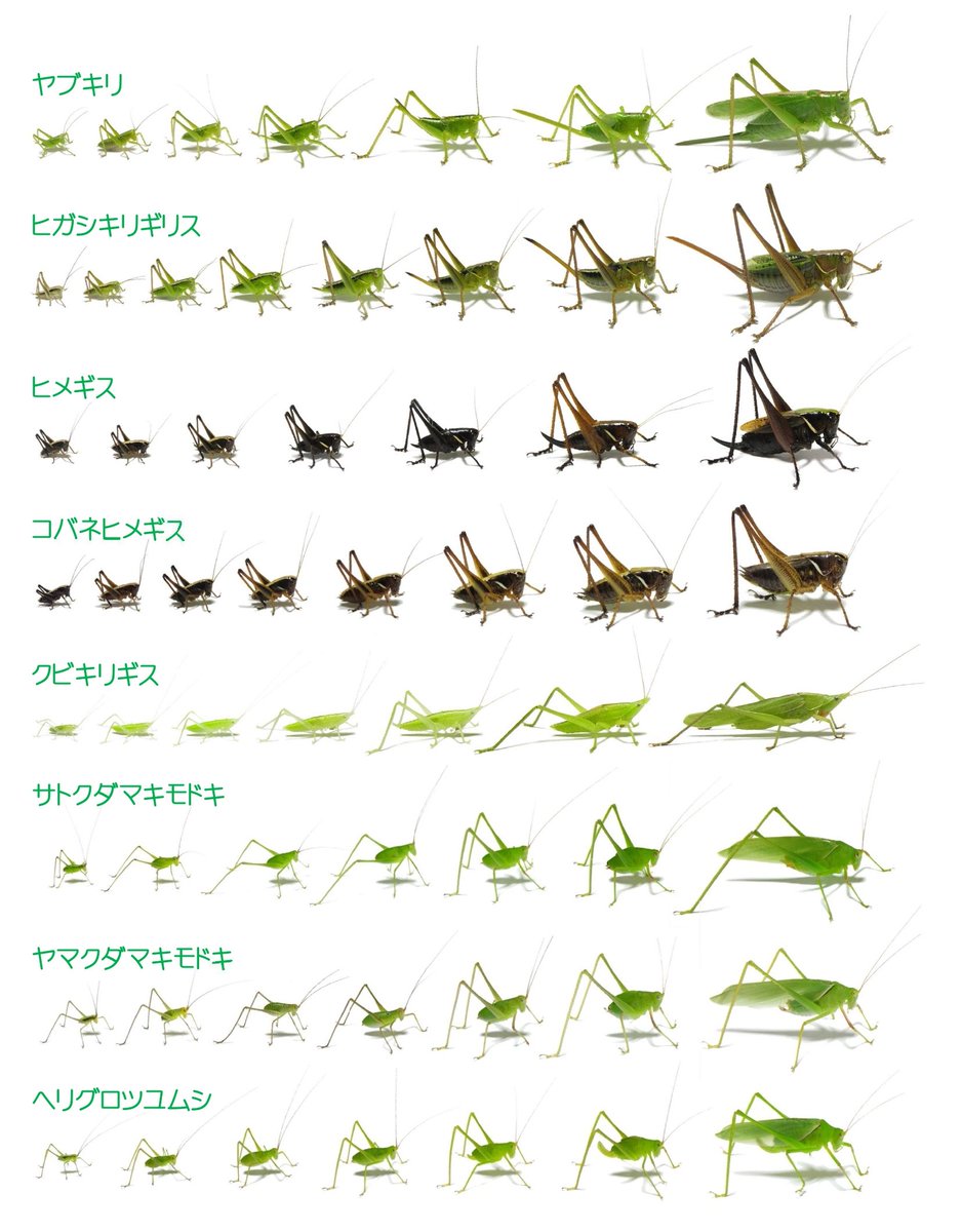 ヒデ バッタラボ 今までに撮ったキリギリス類の成長過程です ここまで来たら関東だけじゃなく全国のバッタ類 キリギリス類の成長過程を制覇したい