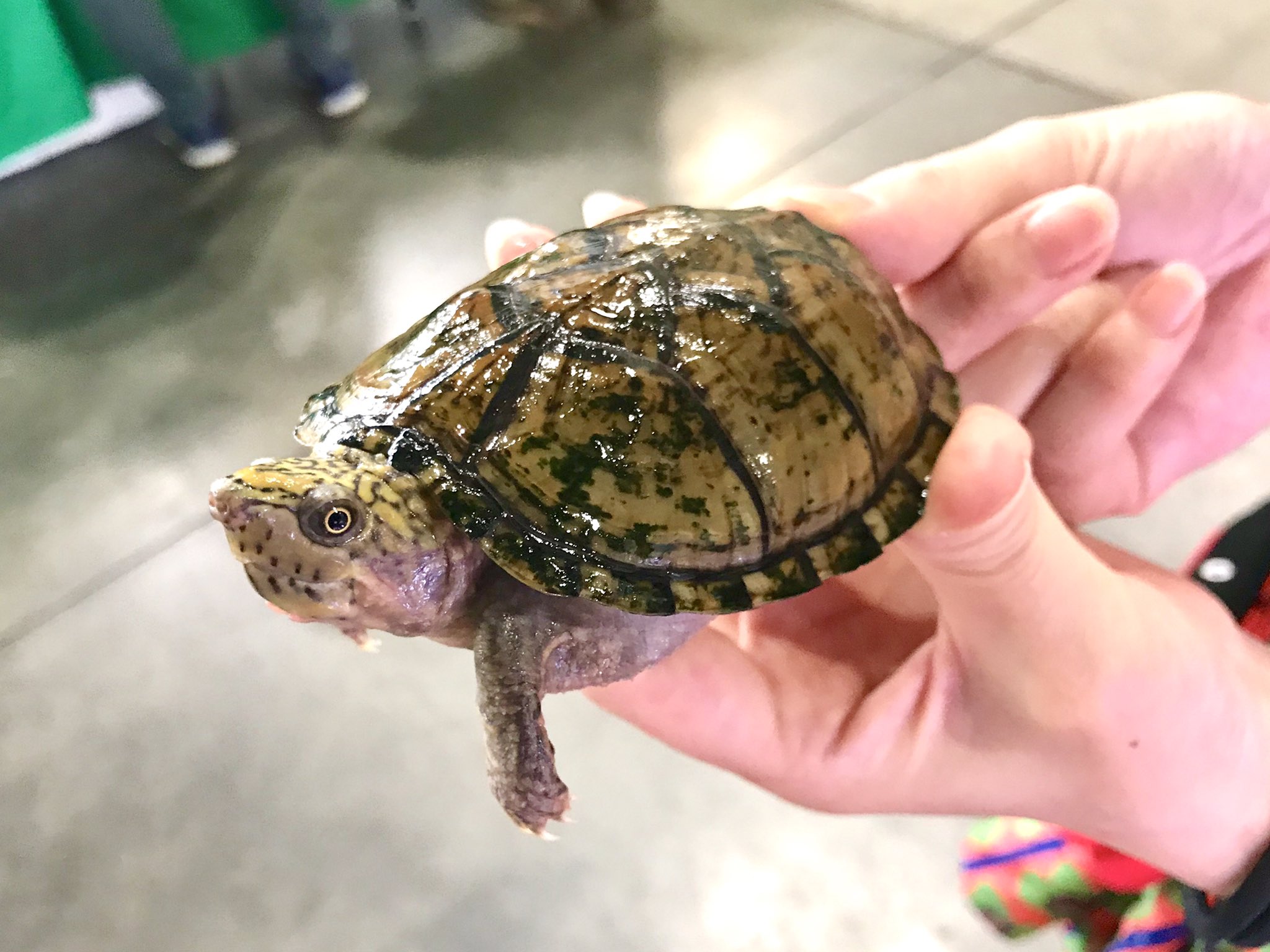 はちゅコム どこよりも早いナゴレプレポート19 その1 ゴブリンさんのヒラタニオイガメ 流通が少ないレア品種 飼い込み個体なので状態も抜群です メス個体をお探しの方は是非