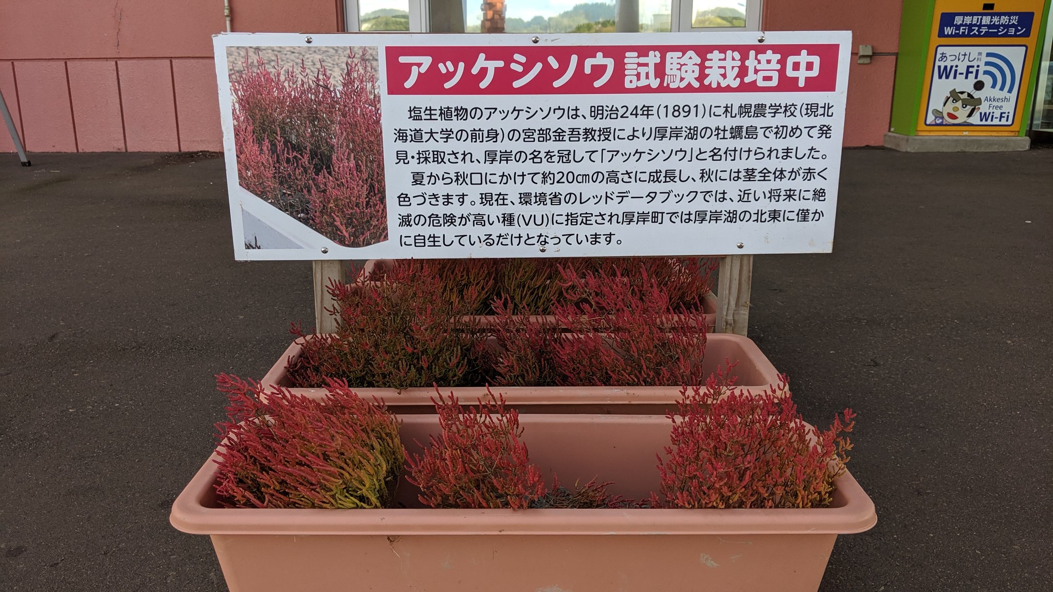 アウターガイ 厚岸町の道の駅厚岸グルメパーク アッケシソウという植物が置いてあった