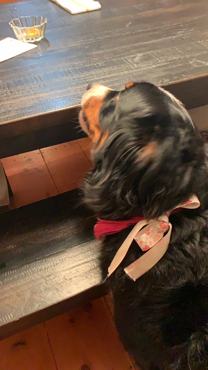 MurphyErnst's tweet photo. Licking the table clean! #ernstdererste #bernesemountaindog https://t.co/B4EWmS1KRO