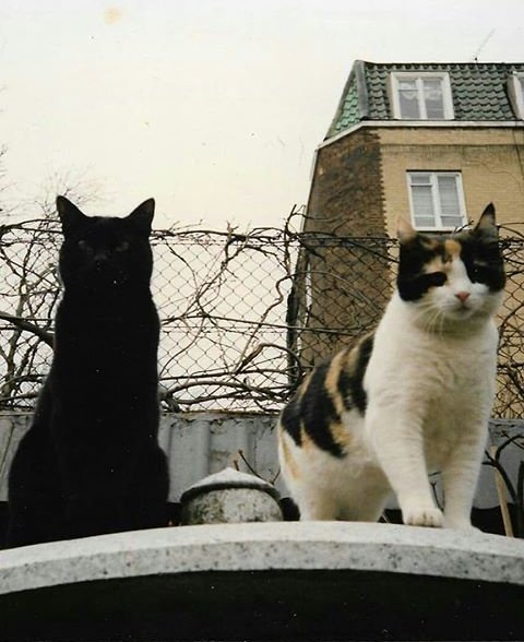 hobixmeddows's tweet photo. En 2003 en los muros de garden Lodge se los vio a Goliath y Dalilah, los primeros que llegaron a la casa, y son los últimos vistos hasta ese día. 
Miren que hermosos 
Estoy llorando. https://t.co/OYIG9n4Rkl