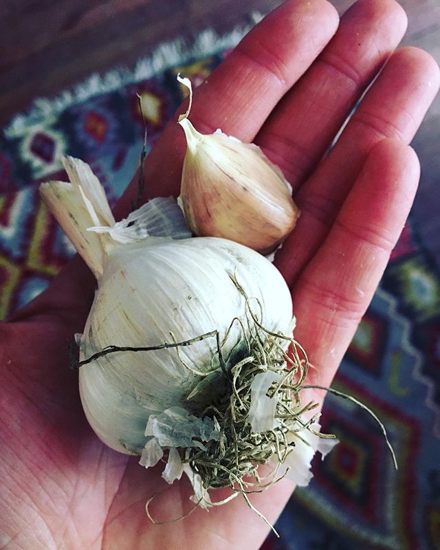 Mara_Raye's tweet photo. Sticky, potent, delicious medicine. 🔆 I can feel the vitality in my palm. Food tastes different when i take the time to honor and acknowledge the labor and resources it needed to grow 🔆 when i stop and think about the timeline of a plant’s life from … https://t.co/FYXMVW8Z4r https://t.co/5u5niGotF1