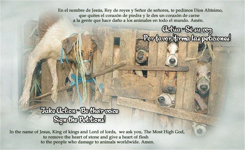 girasol2201's tweet photo. @GrouciDjamila @ChangeFrance #EndCatMeatTrade
#EndDogMeatTrade
#StopTheTortures
#Motivation #Motivación
#CatMeatFreeWorld
#AnyMeatFreeWorld
#FightForTheInnocent
#CompassionOverCruelty https://t.co/ppEqiob0df