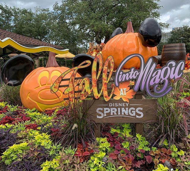MousePlanet's tweet photo. Pumpkin Mickey decor at Disney Springs. #disneysprings #waltdisneyworld #pumpkin #mickeypumpkin #pumpkinmickey #mickey #mickeymouse #photobyasd https://t.co/9eEAH9D09u @alandalinka https://t.co/vrE896whEp