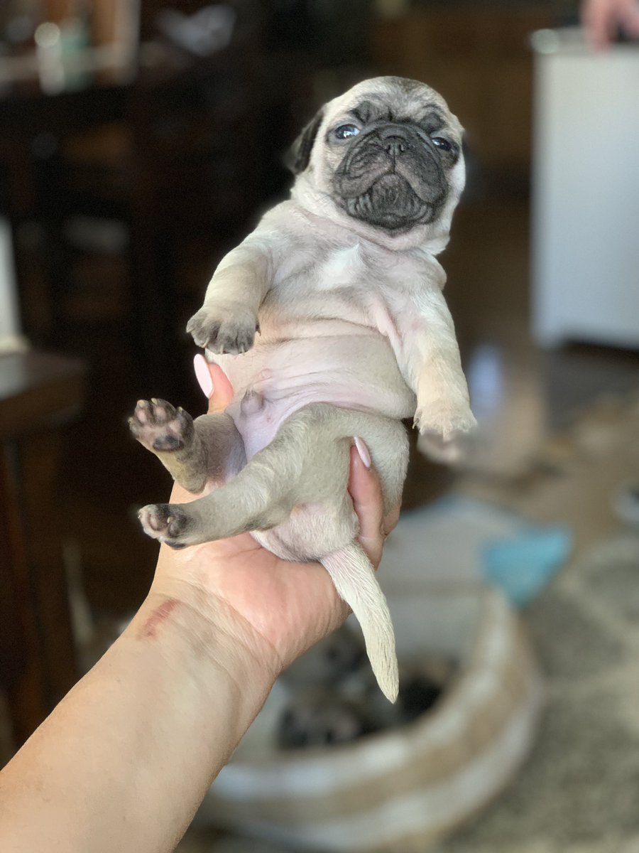 tanksgirl1974's tweet photo. Chillin like a villain. Nothing but love and positive vibes to all. Love Simba @ladygaga @KTLA #puglife #puglets #pugs #puglove https://t.co/VeWAkE8N63