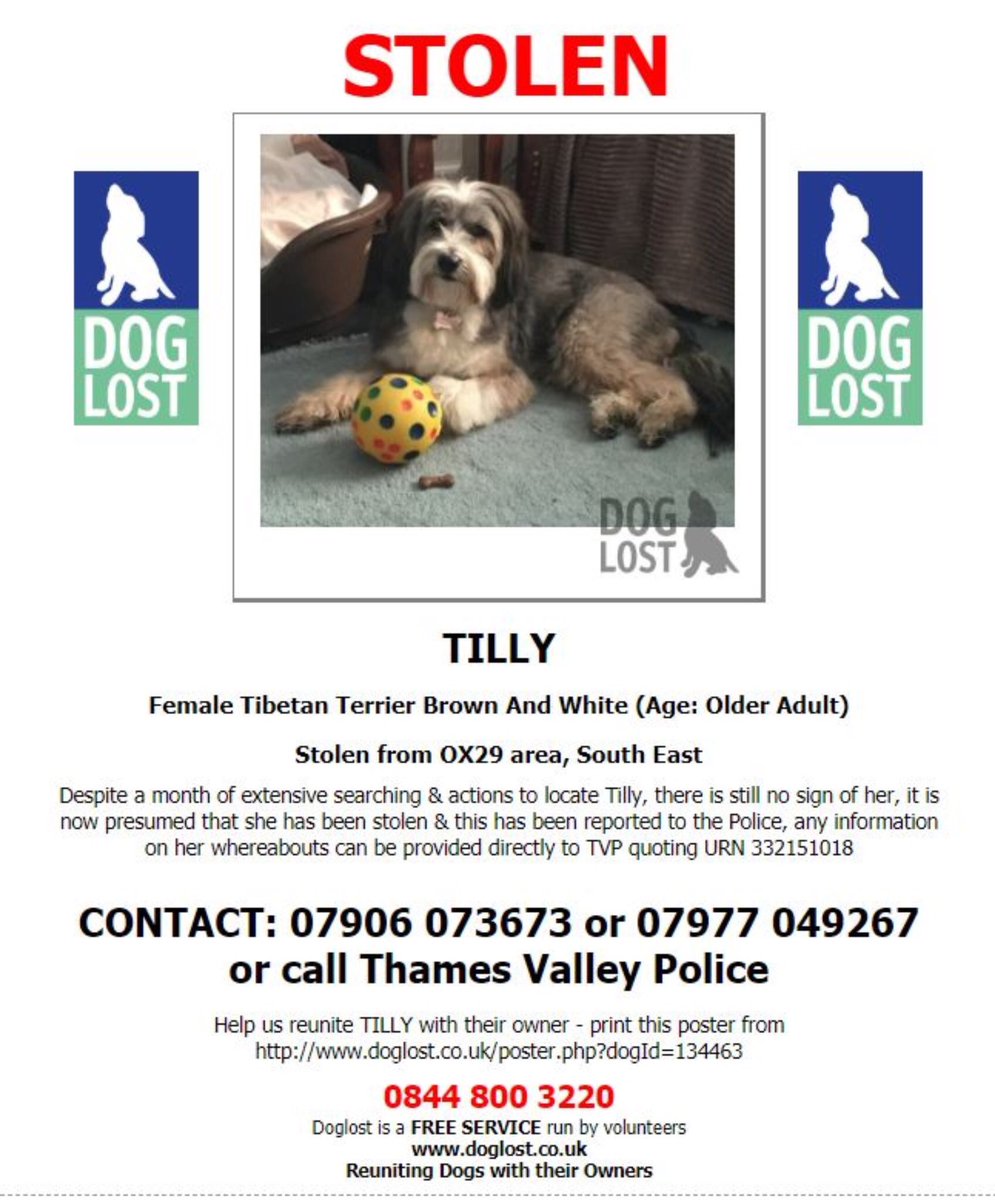 molliepug2's tweet photo. 🆘🆘 On 15th September 2018 Tilly was stolen.  She is a very timid little dog and would have been terrified. The last year has been a terrible nightmare for the family and who knows what it’s been like for Tilly.Facebook Page-STOLEN TILLY💕💕@colliealert @Cymru_01 @RachaelB100 https://t.co/75kfk7rhsz
