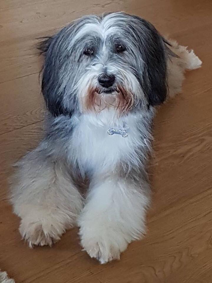 molliepug2's tweet photo. 🆘🆘 On 15th September 2018 Tilly was stolen.  She is a very timid little dog and would have been terrified. The last year has been a terrible nightmare for the family and who knows what it’s been like for Tilly.Facebook Page-STOLEN TILLY💕💕@colliealert @Cymru_01 @RachaelB100 https://t.co/75kfk7rhsz