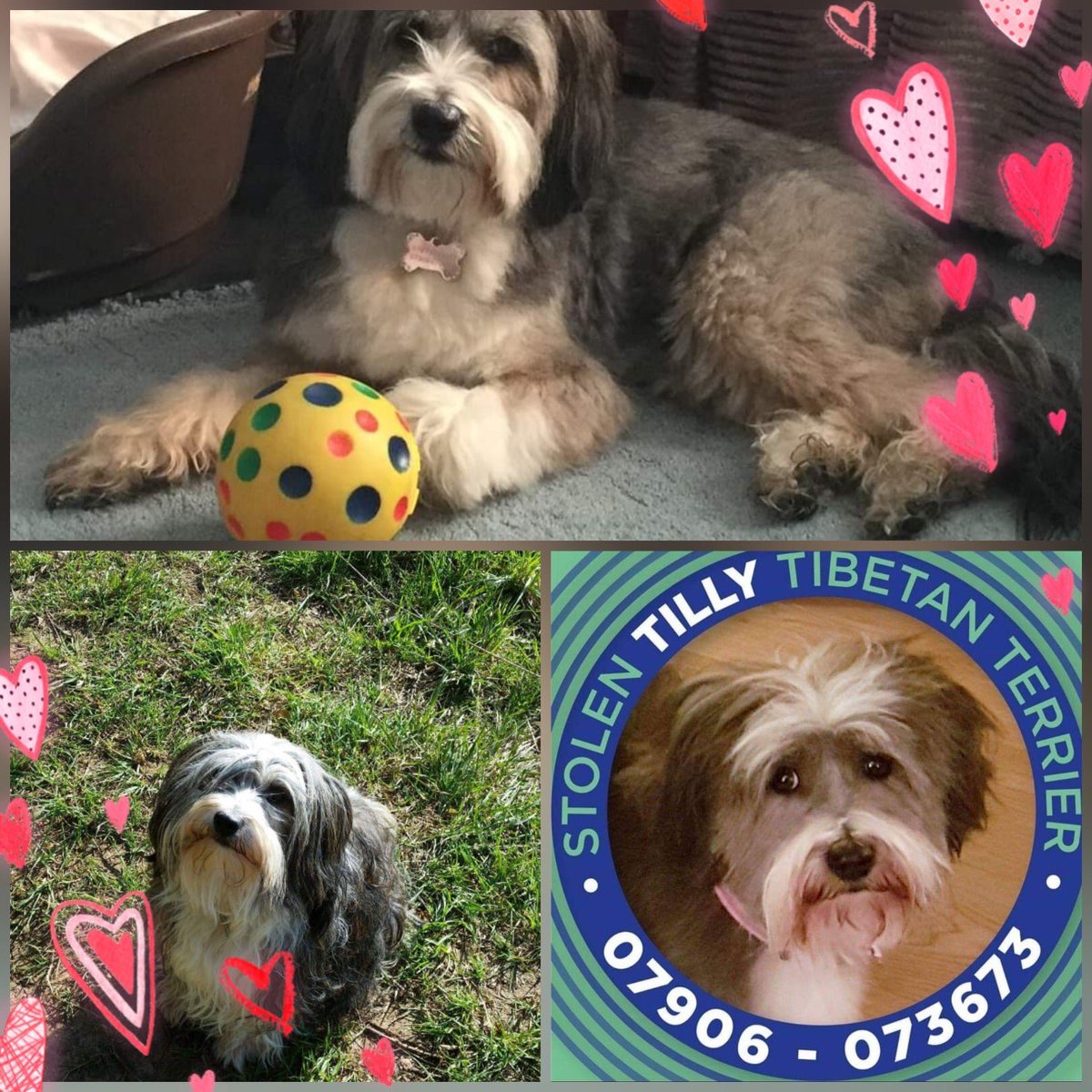 molliepug2's tweet photo. 🆘🆘 On 15th September 2018 Tilly was stolen.  She is a very timid little dog and would have been terrified. The last year has been a terrible nightmare for the family and who knows what it’s been like for Tilly.Facebook Page-STOLEN TILLY💕💕@colliealert @Cymru_01 @RachaelB100 https://t.co/75kfk7rhsz