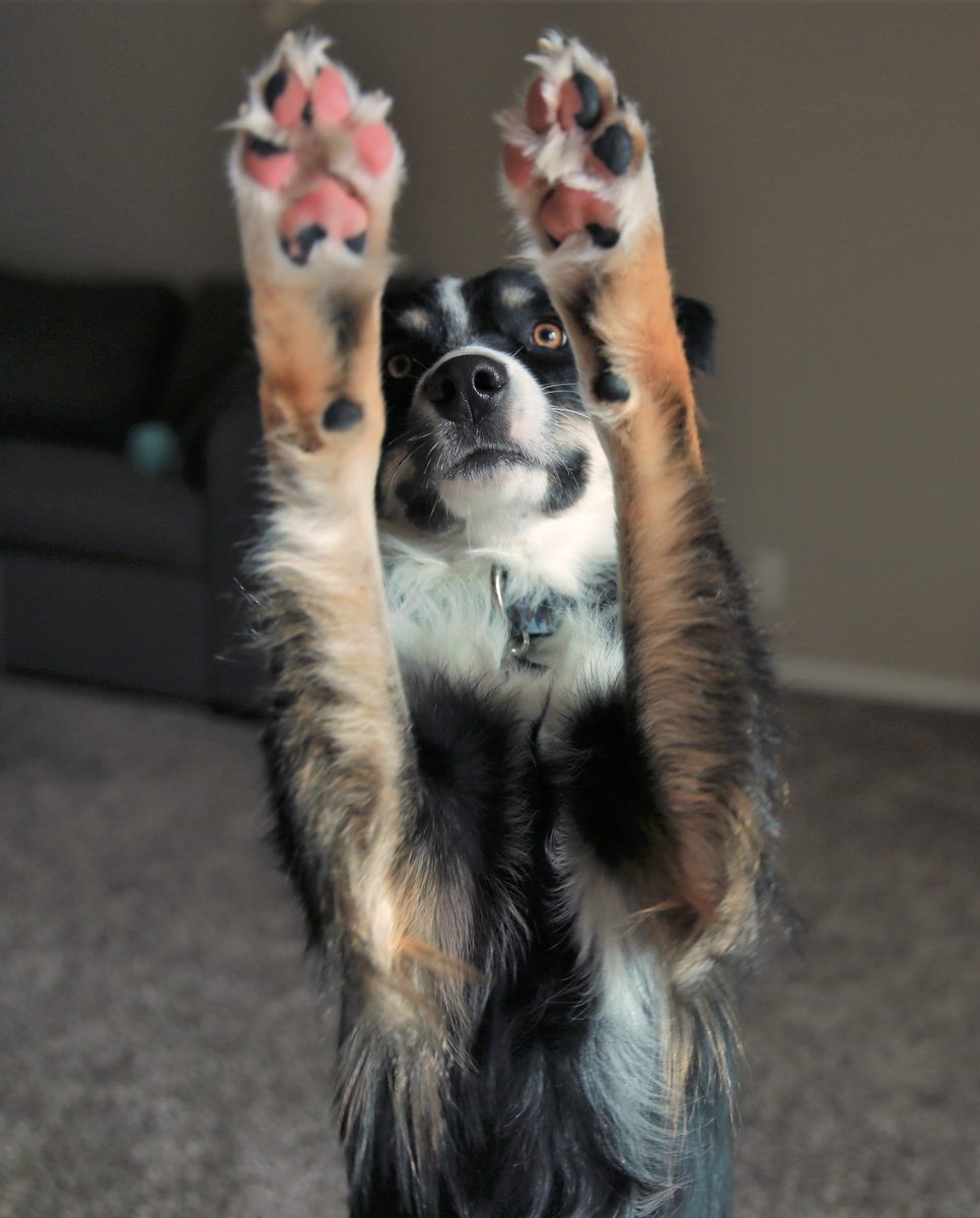 It's Friday! Double high five! You made it through another work week.

Have a great weekend everybody!

#friday #fridayfacts #tgif #fridayvibes #weekendvibes #weekend #weekendgoals #goals #socialmediamarketing #nashvilleart #business #smallbusiness #dogs #nashvilledogs