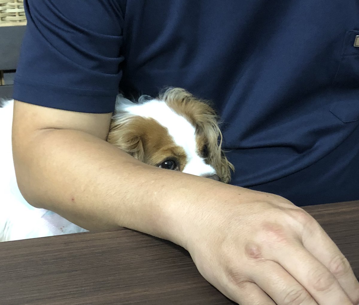 late218's tweet photo. かまちょラテちゃん🐶 https://t.co/Jlskkdn21C
