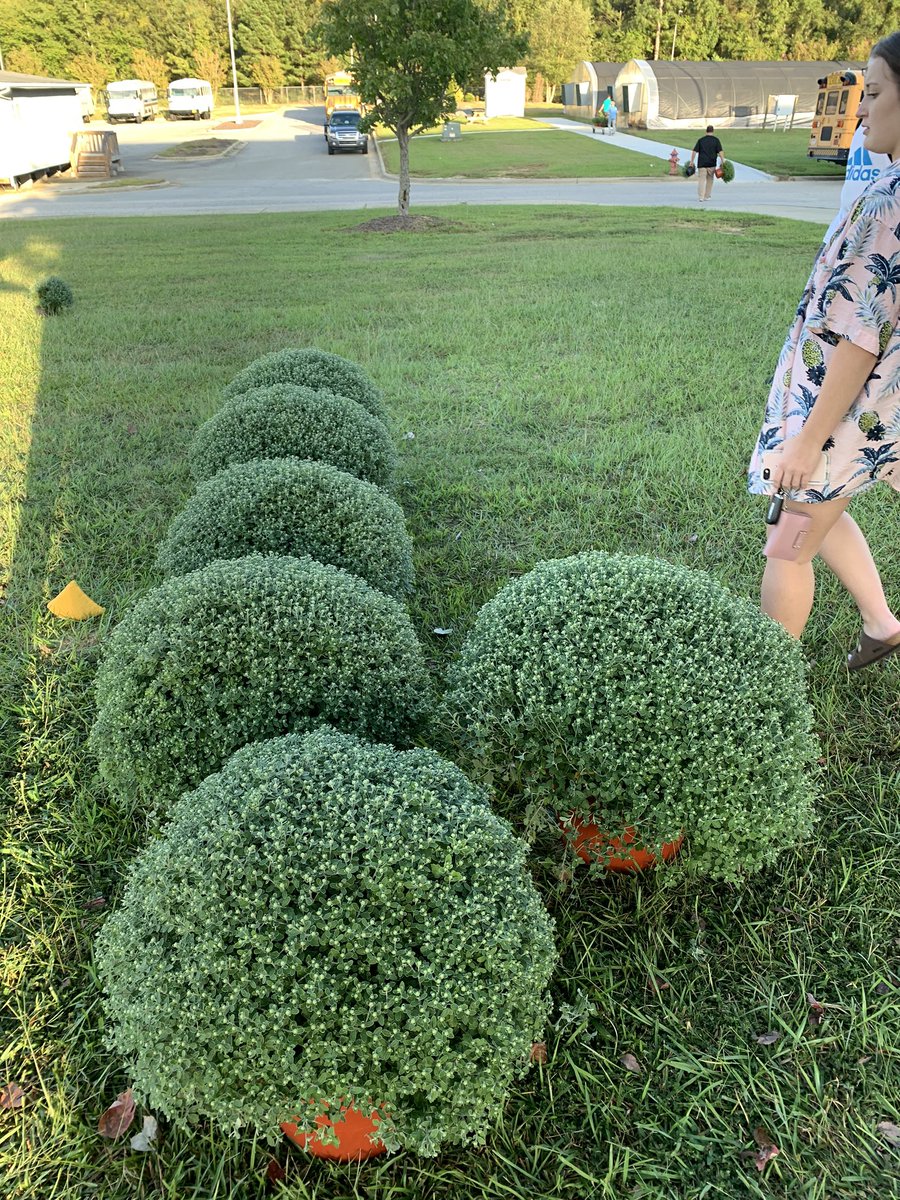 We have some extra mums for sale if anyone is interested. Please email taylorblake@johnston.k12.nc.us
