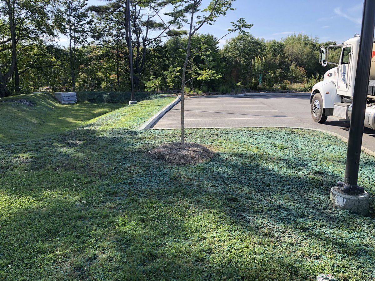 RyanLyford1's tweet photo. Portland. Duluth Trading Co. We #Hydroseeded this last fall and all summer everything was fine. Now the 1 year warranty is up and they said there were bare areas. Any guesses on what the real problem is? https://t.co/4AKrm8WaAR