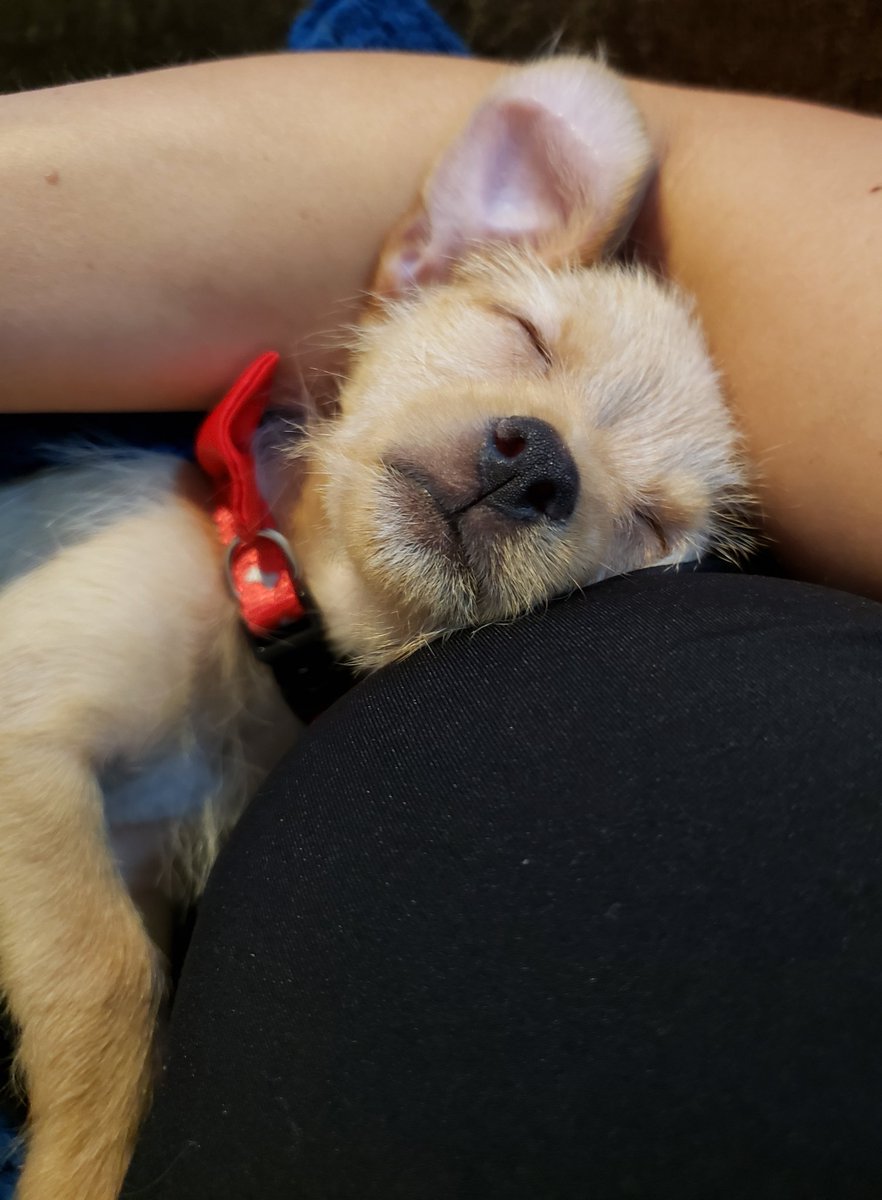 Nicolesims's tweet photo. @JoeyBartz @BillandTed3 We are so thankful that Ted will have the perfect furever home! 💗🐾💗
Visit Bill and his adoptable friends @SanctuarySteven or visit us on Facebook at Steven's Sanctuary and our Website is https://t.co/vu1DhxiF81 https://t.co/jbNvTkMbwY