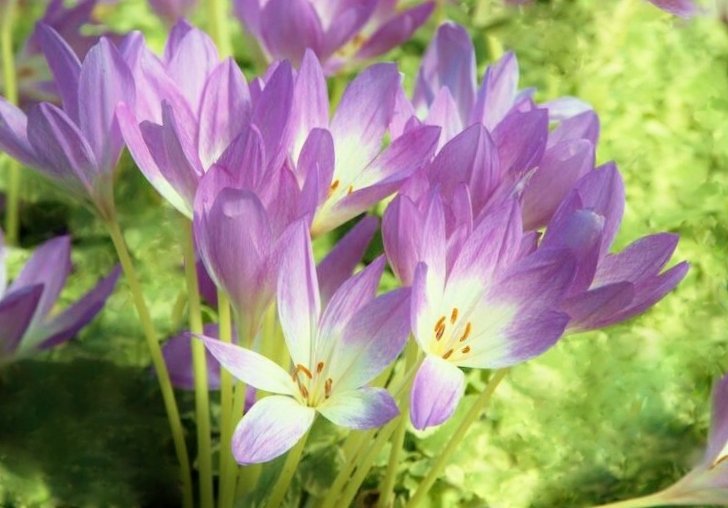 花 Pa Twitter 9月21日の花 コルチカム 花言葉 悔いなき青春 ユリ科 別名 イヌサフラン アヤメ科のサフランとは全く別の植物 有毒植物だが痛風薬としての効果あり 原産地 ヨーロッパ 北アフリカ 葉がなく花だけ露出していることから ヨーロッパでは 花 Pa Twitter 9月21日の花 コルチカム 花言葉 悔いなき青春 ユリ科 別名 イヌサフラン アヤメ科のサフランとは全く別の植物 有毒植物だが痛風薬としての効果あり 原産地 ヨーロッパ 北アフリカ 葉がなく花だけ露出していることから ヨーロッパでは