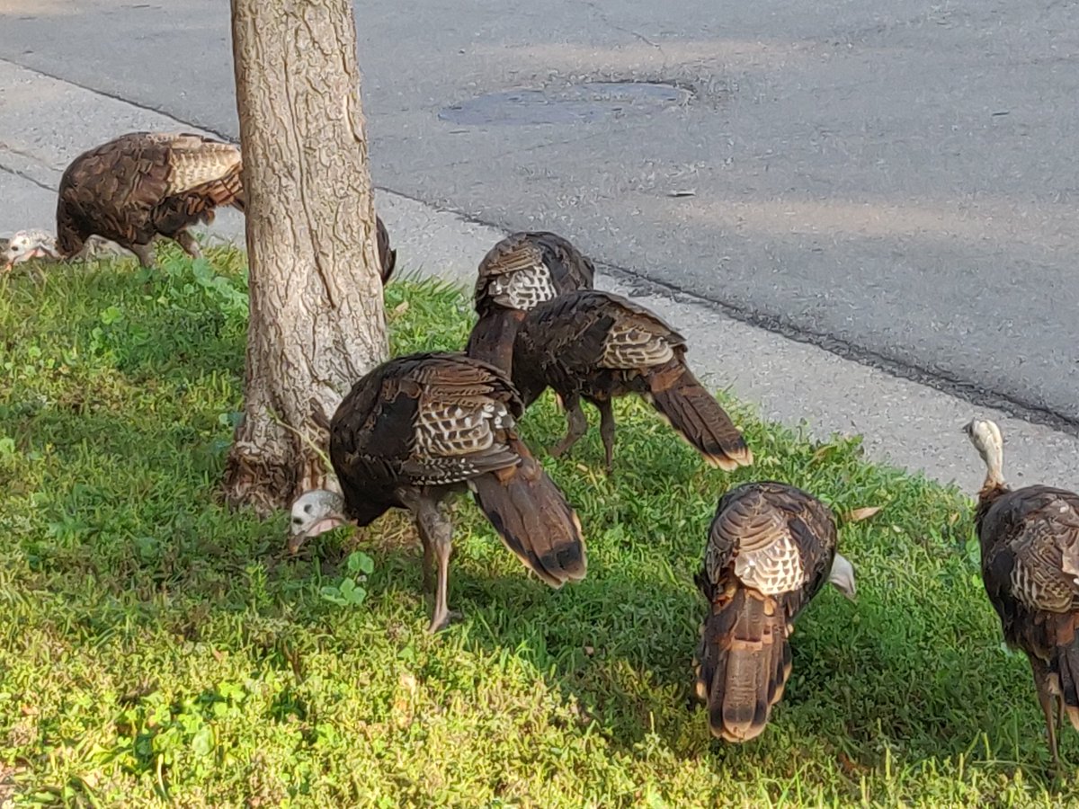 Turkeys!? On my street? Walking a turkey length away from where I am walking?