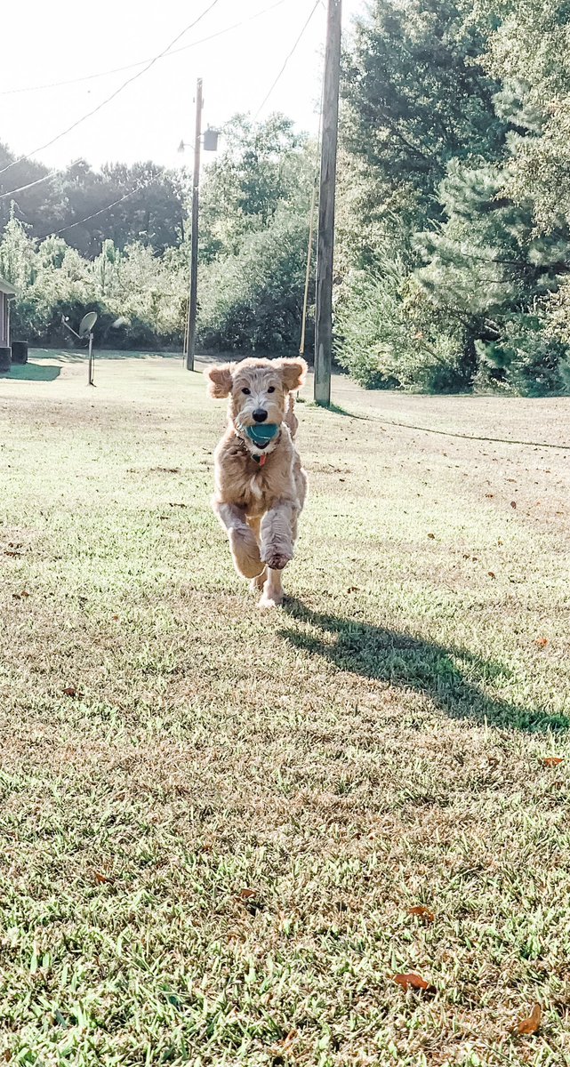 E__WiLLL's tweet photo. Clocking out on Friday like... 🐾 #helloweekend #momhas4daysoff #somuchtimetoplay #sondermae https://t.co/TO9ztqHOZZ