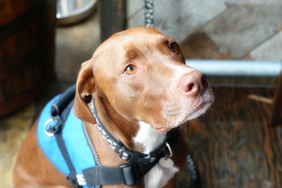 The dogs of <a href="/knottybarrel/">Knotty Barrel</a>. #diningoutsd #sandiegodrinks #happyhour #knottybarrel #KnottyBarrelsd #exploresandiego #discoversandiego #sdfoodie #sandiegoeats #sandiego #sandiegofoodie