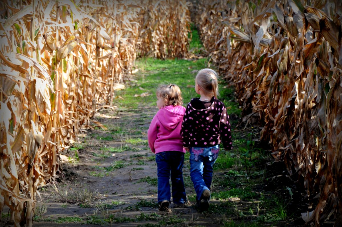 OxfordFresh's tweet photo. Tomorrow and Sunday head over to the Norwich Optimist Corn Maze for their Princesses and Pirates kick off weekend!https://t.co/BUW9UlM9aK  #fallfun #agfun https://t.co/02dwiGQLQj