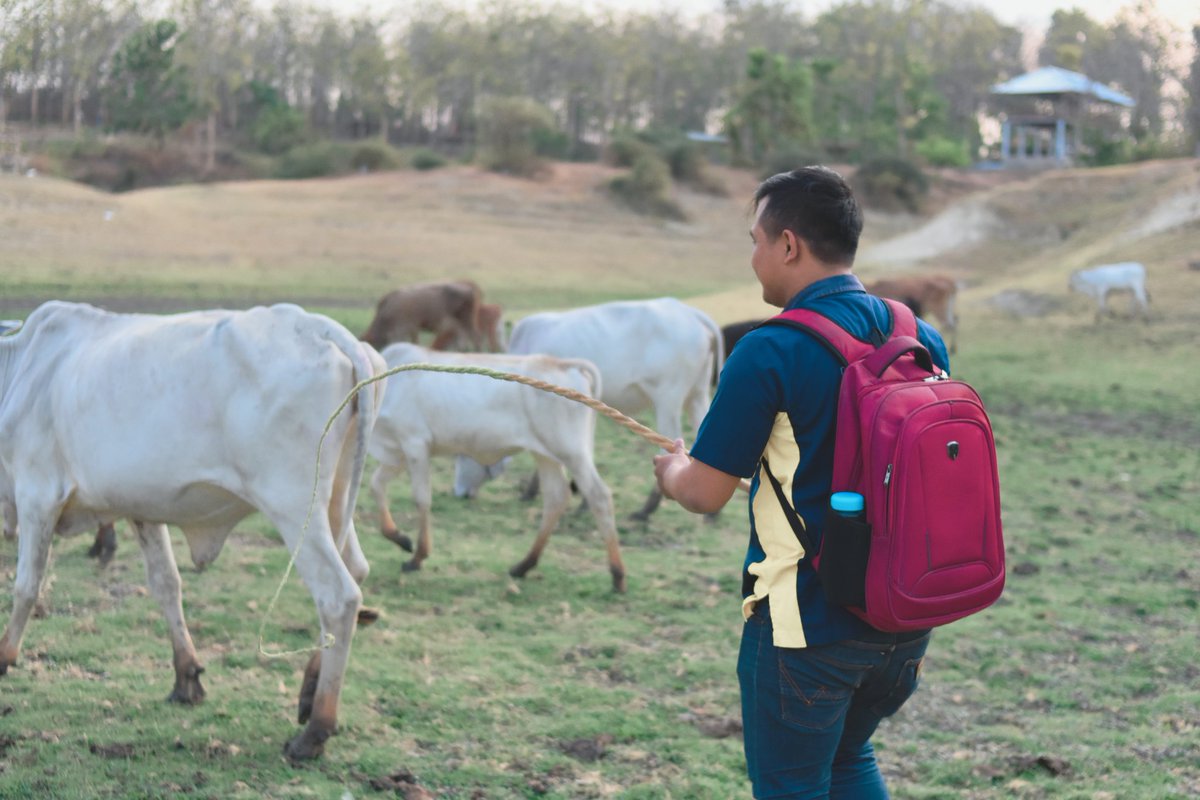 harumgatot's tweet photo. Angon sapi Sik bos...
#savemks
#savetad https://t.co/ngmitV0RRN