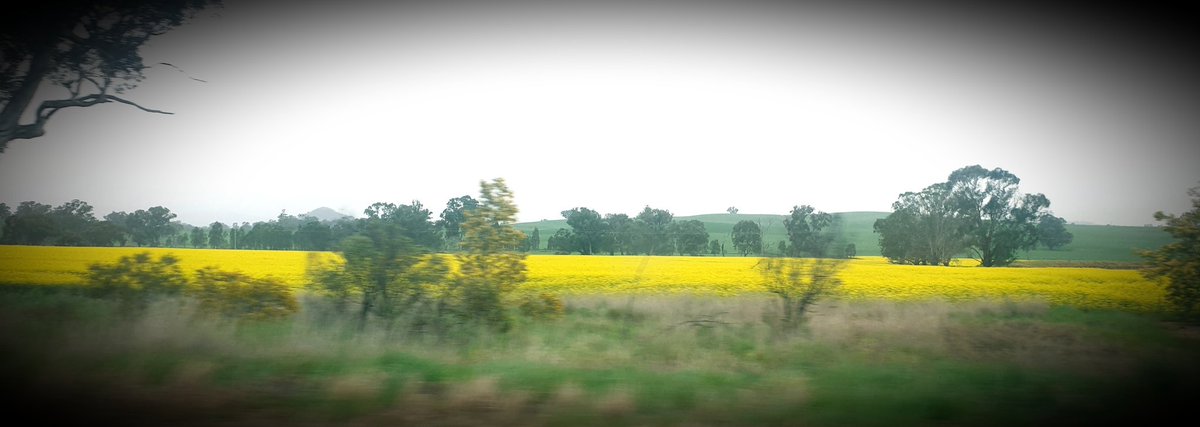 fixedgearmamma's tweet photo. Somewhere between Canberra &amp; Albury Aussie colours proudly cheering on the @wallabies #greenandgoldblooded #RWC19 https://t.co/195Ei6SuDs