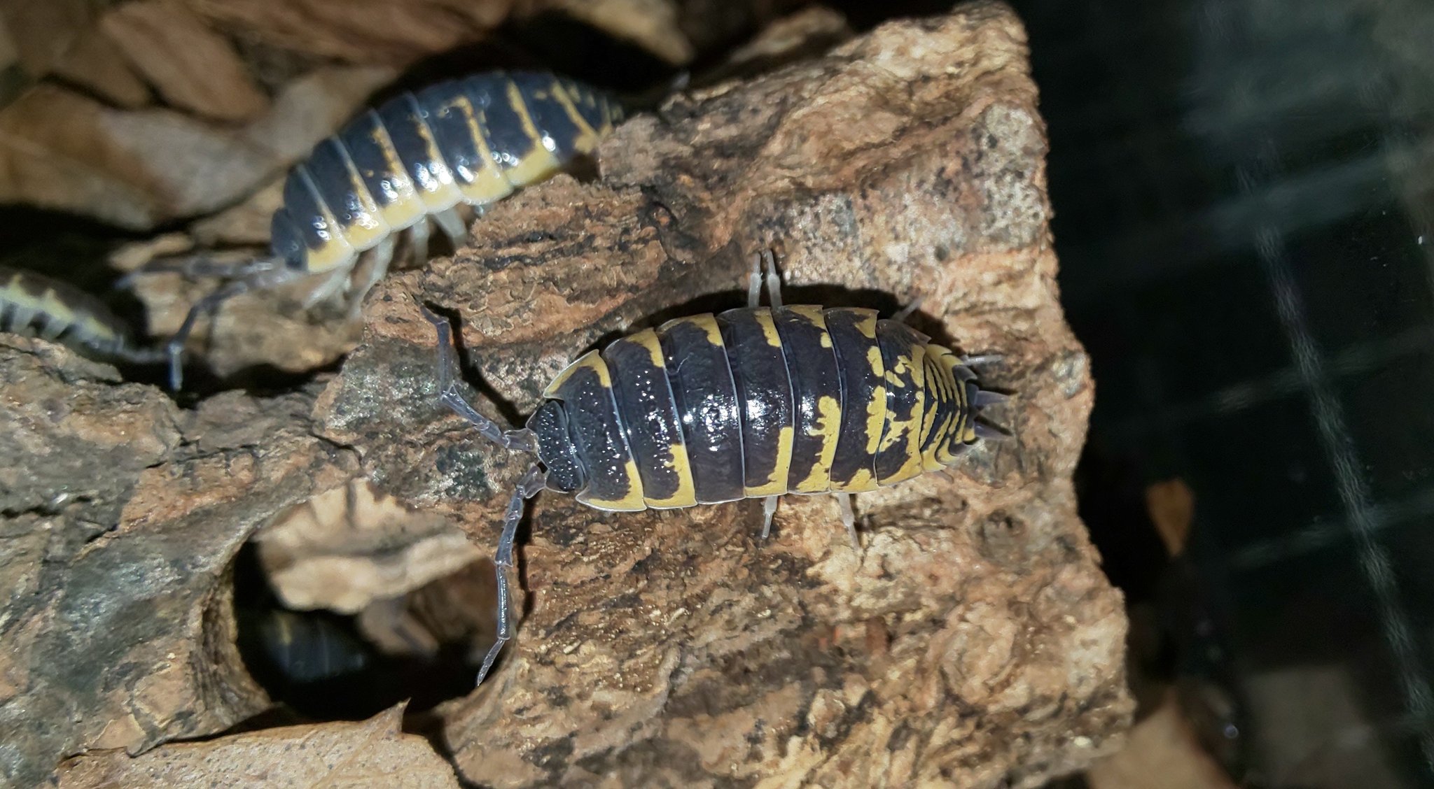 あーちゃん ワラダンがおっきくなった 今日も霧吹きして餌 の補充しつつ生存確認してたら スパチュラとダルメシアン パークチョンに赤ちゃん産まれてて嬉しい オルナータの子は殖えたけどかなり減って数匹なんでそろそろ産んで欲しい ハナダカは変化