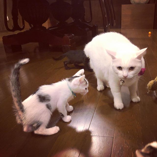 caracatcafe's tweet photo. あーちゃん vs Jr .
#あーちゃん の負け
#スタコラ退散
#AMO #白猫
#幻の猫
#Jr #里約済
#仔猫 #こねこ #kitten #kitty
#保護猫
#ねこのいる暮らし #ねこのいる生活
#cat #catsofinstagram #instacat #sweetcatshub
#猫 #ねこ #ネコ #猫カフェ #caracatcafe #箕面 #北摂
#cccs03a #ccck122 https://t.co/dScrH9nDWh