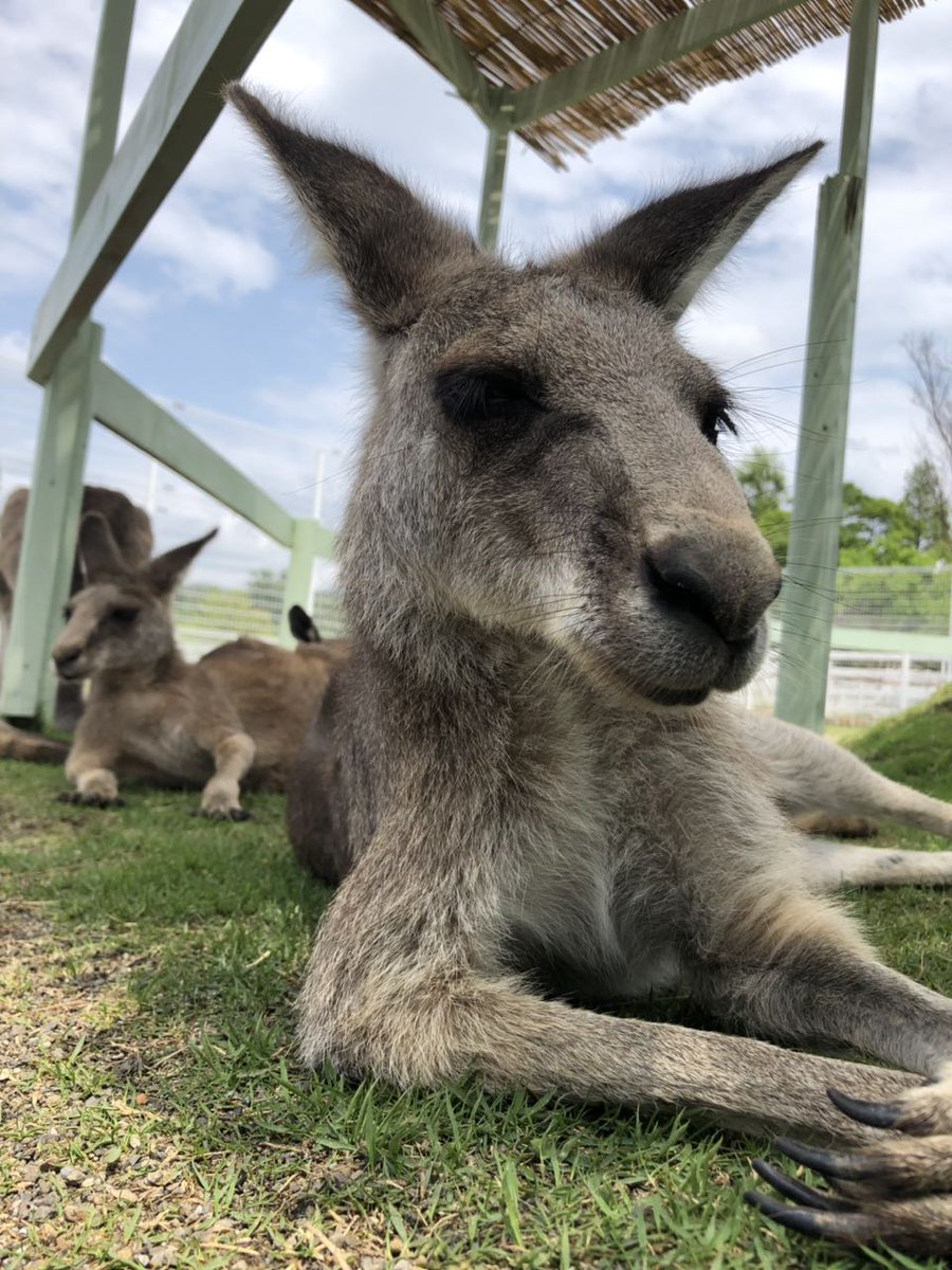 公式 滋賀農業公園ブルーメの丘 ただ今雨がやんできたので 乗馬 カンカピのふれあい 馬のエサやり体験は開催いたします ブルーメの丘 お知らせ 動物 ふれあい カンガルー カピバラ 乗馬 ほのぼの 公式 滋賀農業公園ブルーメの丘 ただ今雨がやんできたので 乗馬 カンカピのふれあい 馬のエサやり体験は開催いたします ブルーメの丘 お知らせ 動物 ふれあい カンガルー カピバラ 乗馬 ほのぼの