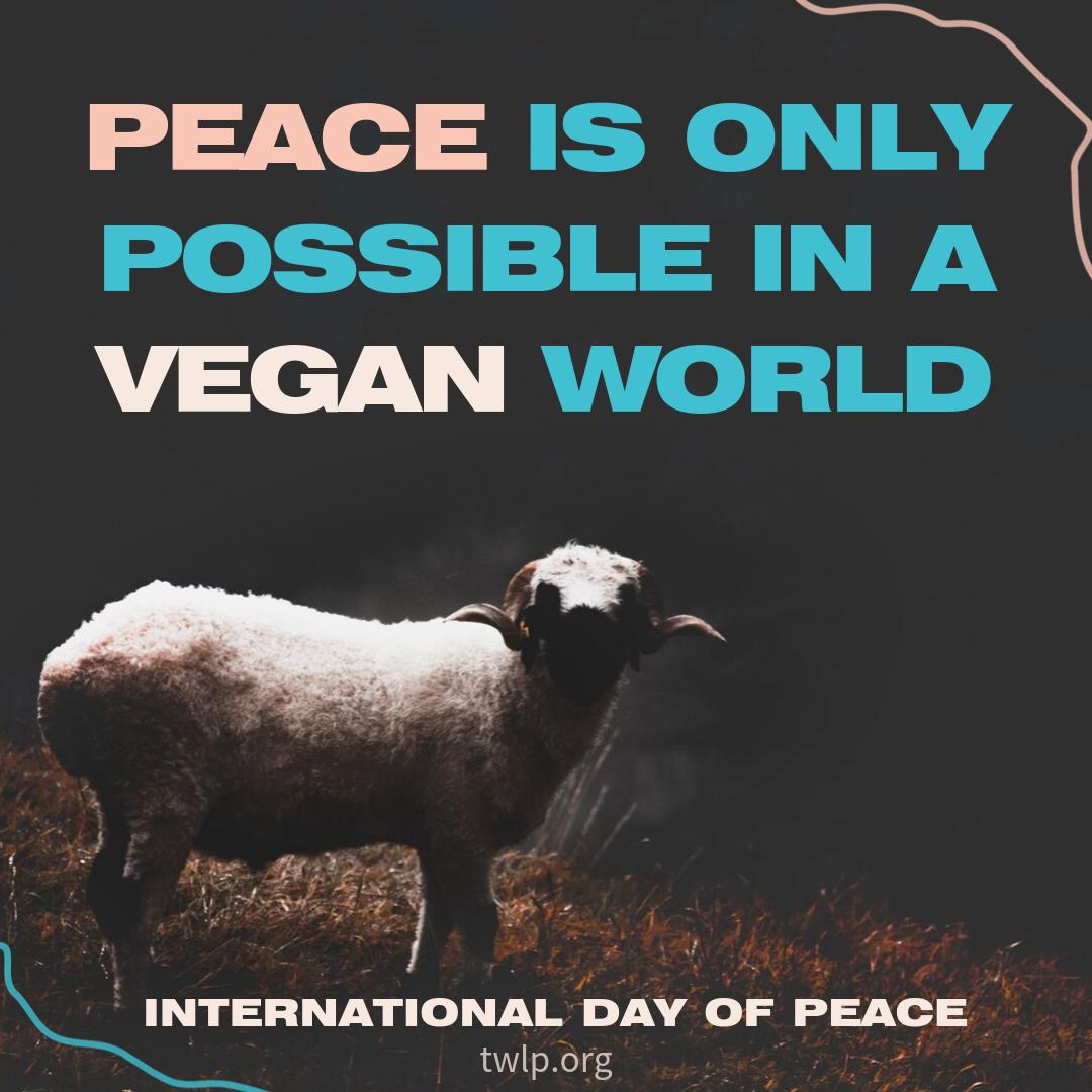twlp_org's tweet photo. Peace is possible.

#PeaceDay #Vegan #Veganism #Meat #Dairy #Eggs #Cheese #Bacon #MeatLover #BaconLover #Future #Peace #Sheep #Mutton #AnimalRights #Exploitation #Steak #Dairy #DairyMother #dairycow #TWLP #ThoseWhoLovePeace https://t.co/t5Wg7TBmjC