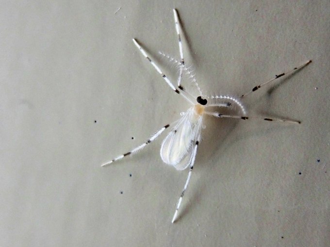 家の中で出会って白黒の謎の生物はタマバエhaplusia属だった 風人の虫部屋