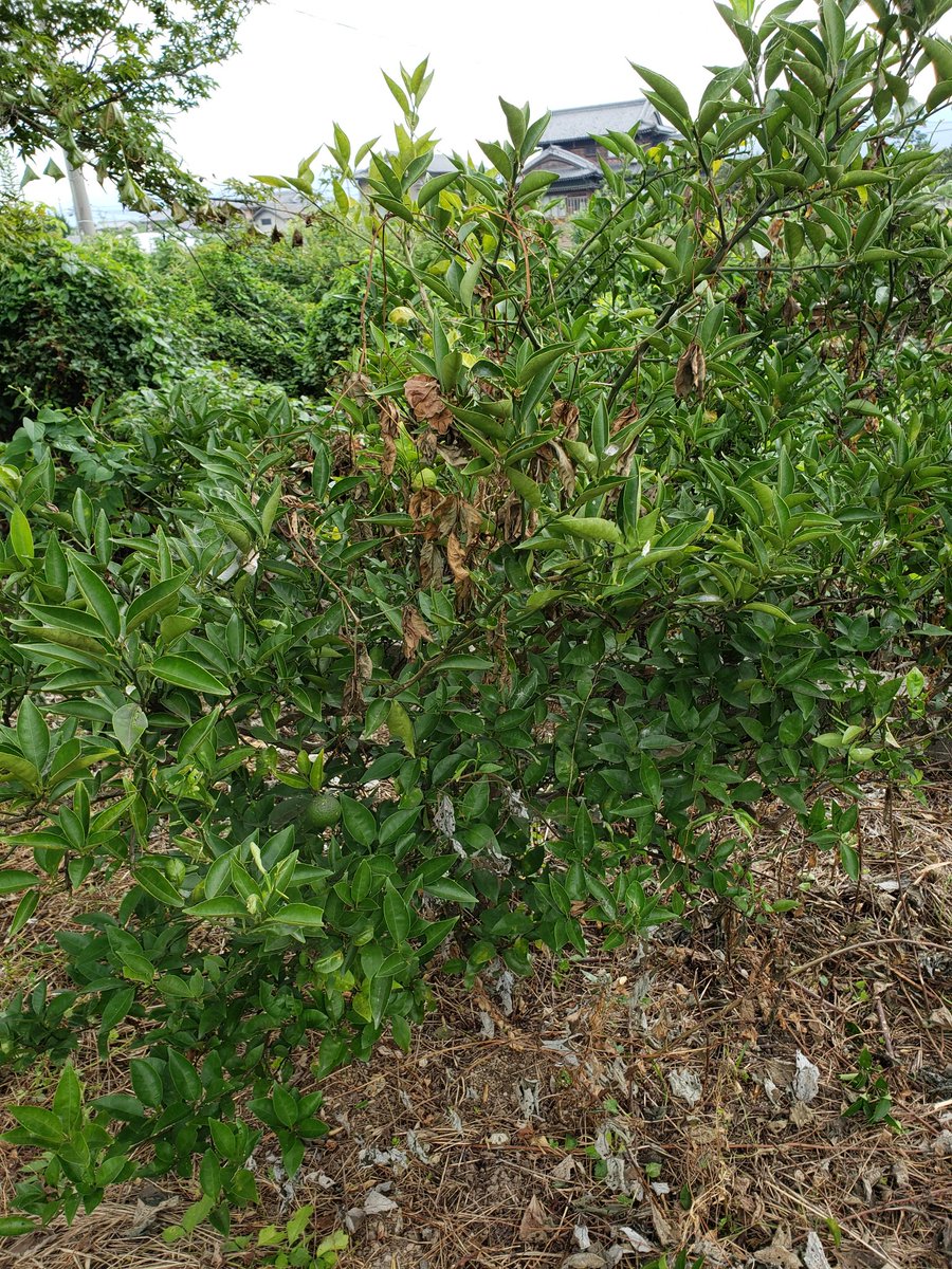 Gonta V Twitter 無農薬すだち収穫 トゲが痛い