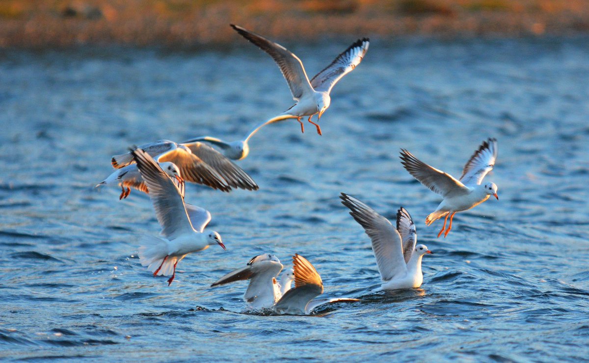 ������, ���� ���� ����� ���� ������ ��� ���������