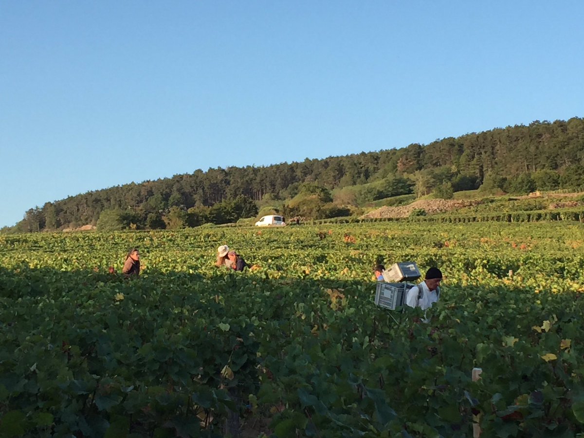 BazasDimitri's tweet photo. Bonjour et temps idéal pour vendanger les vieilles vignes à Gevrey! https://t.co/gPnXTP5L3q