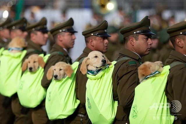 かわいい。警察官に担がれる 警察犬の卵達。パレードに参加