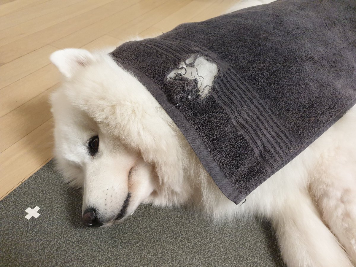 polarsom's tweet photo. 왜 수건마다 구멍이있는거죠? 해명부탁드립니다. https://t.co/YeVUSEg7mO