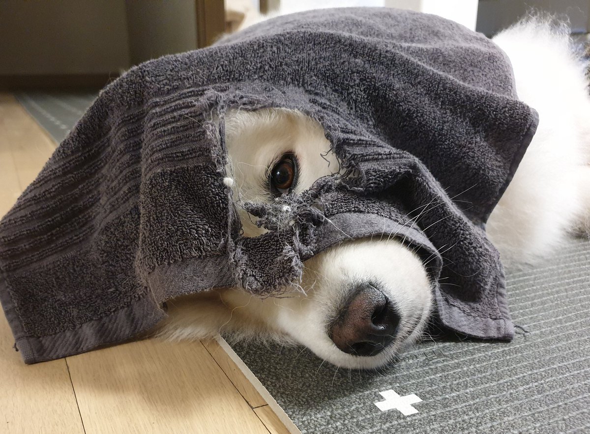 polarsom's tweet photo. 왜 수건마다 구멍이있는거죠? 해명부탁드립니다. https://t.co/YeVUSEg7mO